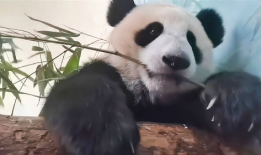 熊猫吃竹子视频